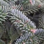 Abies numidica ഇല