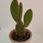 Opuntia microdasys叶