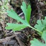 Ranunculus sceleratus Φύλλο