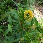 Senecio triangularis Fiore