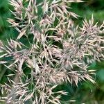 Calamagrostis varia Vrucht