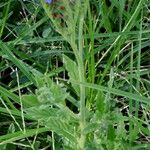 Cynoglossum amabile Συνήθη χαρακτηριστικά