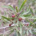 Rhamnus lycioides Blad