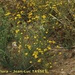 Tanacetum annuum Habit