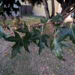 Acer truncatum Leaf