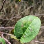 Malus baccata Blad