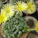 Fenestraria rhopalophylla Foglia