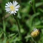 Erigeron lonchophyllus 花