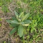 Asclepias viridiflora पत्ता