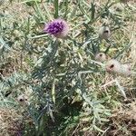 Cirsium eriophorumফুল