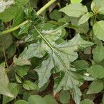 Berkheya bipinnatifida Blatt