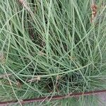 Carex panicea Ліст