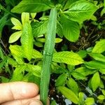 Echinochloa colonum Blatt