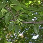 Acer carpinifolium Yaprak