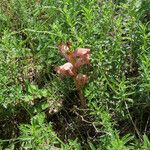 Orobanche caryophyllacea Habit