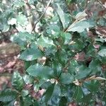 Croton hypochalibaeus Leaf