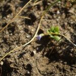 Solenopsis laurentia Flor