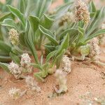 Plantago ciliata Blad