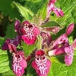 Stachys sylvaticaŽiedas