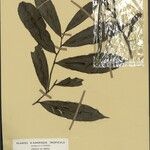 Heteropsis flexuosa Hoja