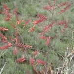 Aloe secundiflora Traoù all