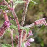 Saponaria ocymoides Kora