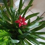 Guzmania lingulata Flower