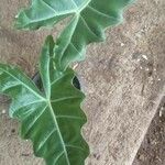 Alocasia micholitziana Φύλλο