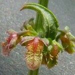 Rumex pulcher Fula