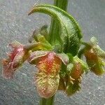 Rumex pulcher Flower