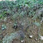 Erigeron sumatrensis Plante entière