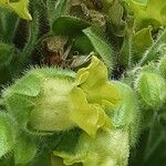 Nicotiana rustica Flower