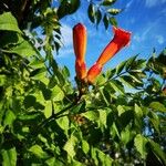 Campsis radicansBloem