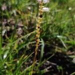 Bistorta vivipara Flower