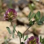 Trifolium grandiflorum Ostatní