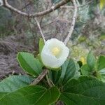 Trochetia granulata Fleur
