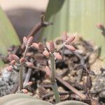 Welwitschia mirabilis Sonstige