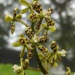 Grammatophyllum speciosum Žiedas