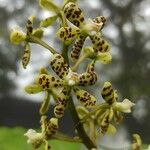 Grammatophyllum speciosum Flower