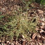 Amaranthus albus Vekstform