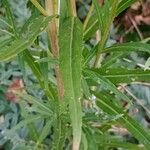 Oenothera stricta برگ