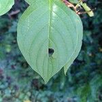 Cornus sericeaLevél