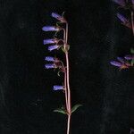 Gentianella angustiflora