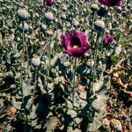 Papaver somniferum Flower