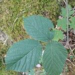 Rubus foliosus Levél