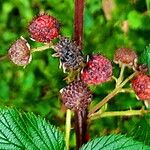 Rubus niveus Fruit