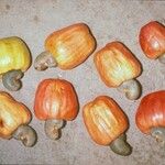 Anacardium occidentale Frukt