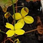 Epimedium alpinum फूल