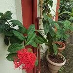 Ixora chinensis Habitus