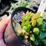 Haworthia cymbiformis Lapas